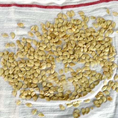 graines de citrouille à sécher sur un linge propre