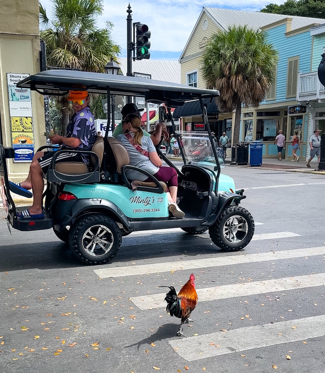 un coq et un cart de golf sur Duval Street à Key West