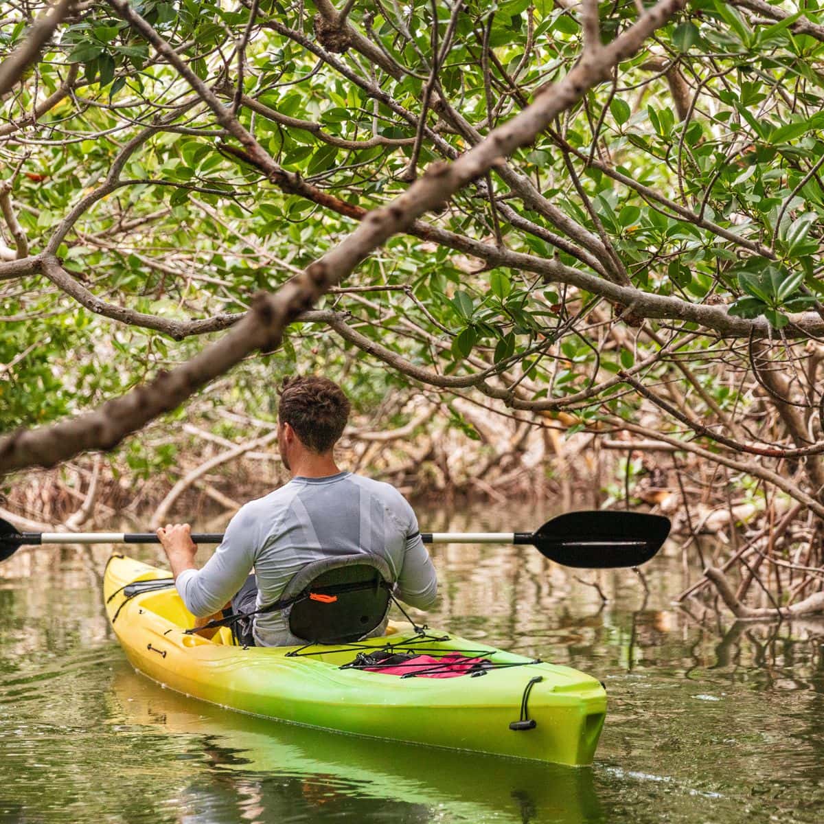 kayak dans les mangrove dans les Florida Keys