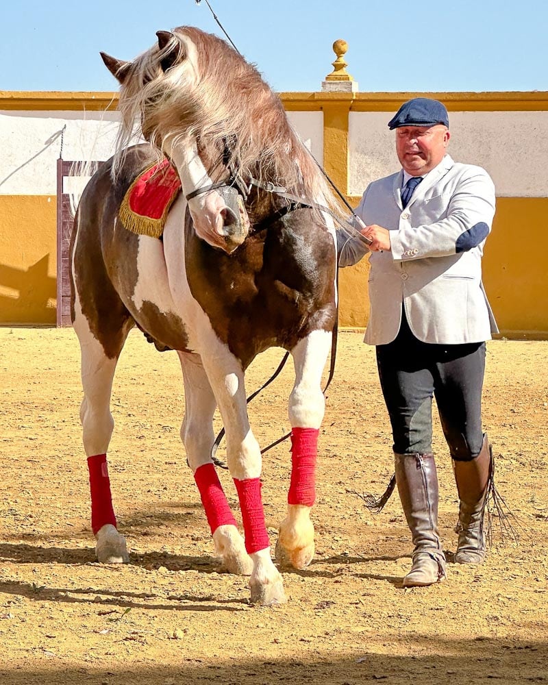 Spectacle équeste à Isla Minima, Espagne