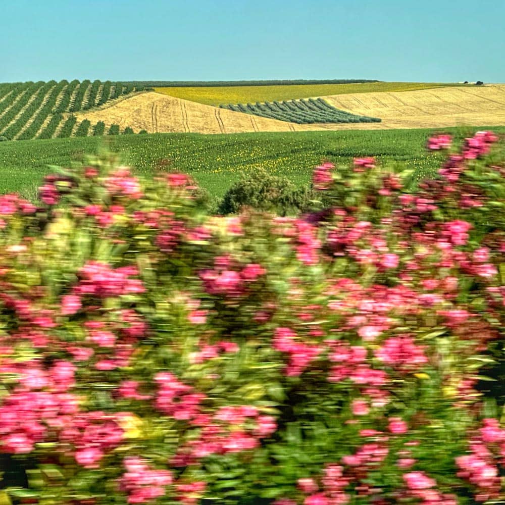 champs et fleurs sur la route en Andalousie