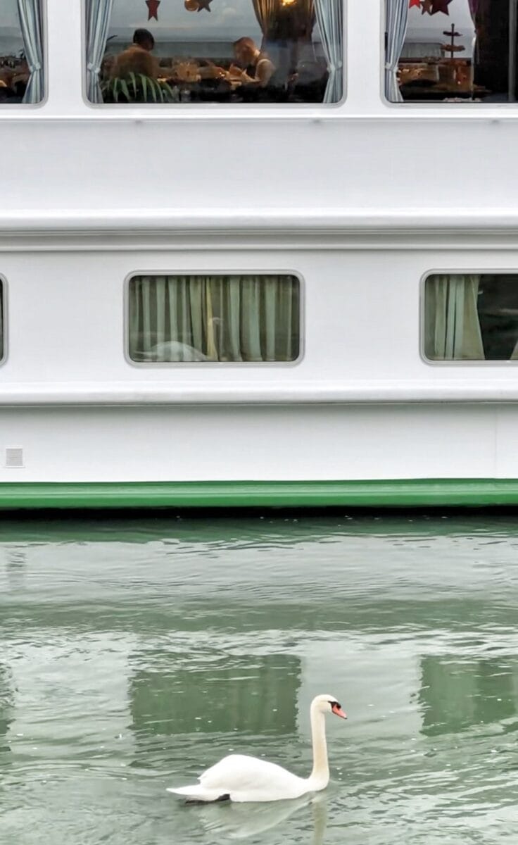 cygne devant le MS L'Europe de CroisiEurope sur le Rhin en Alsace