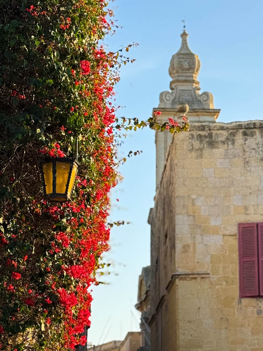 M'dina malta vue sur bougainvilliers