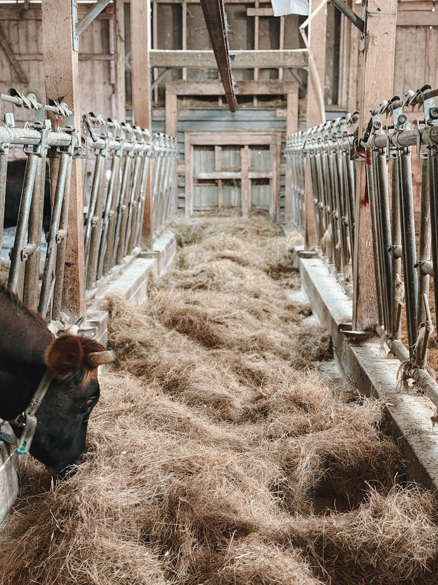 vaches Fromagerie au Pied-de-Vent