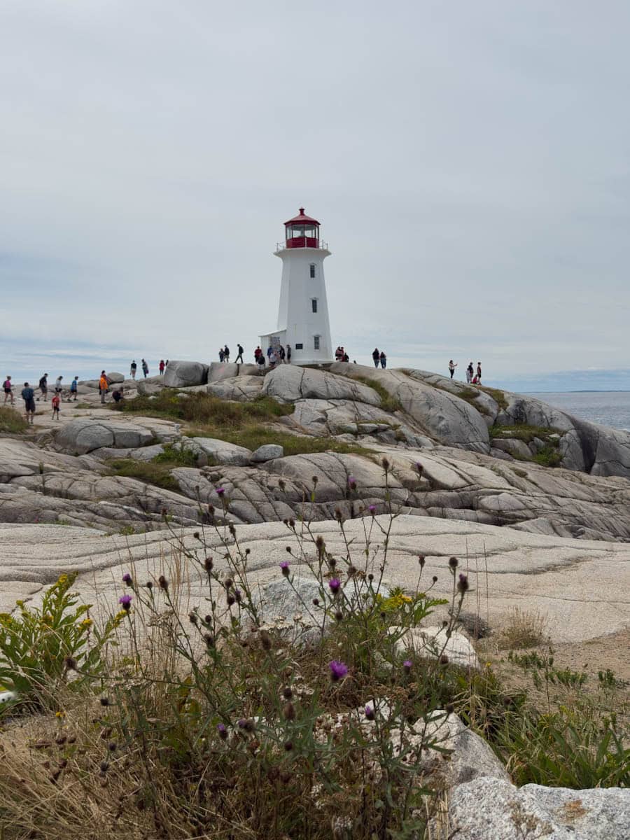 Phare de Peggy's cove vu de loin avec toursites alentour et fleurs sauvages en premier plan