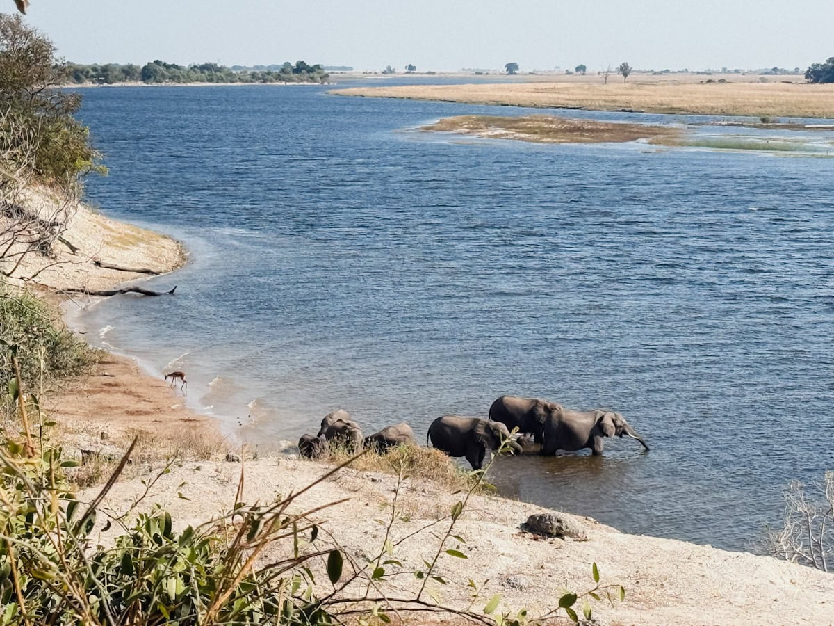 Éléphants dans l'eau