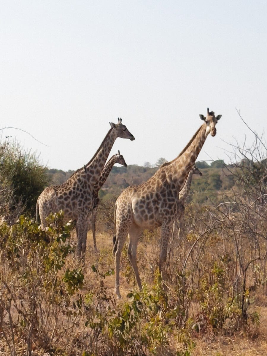 3 Girafes dans la savane africaine