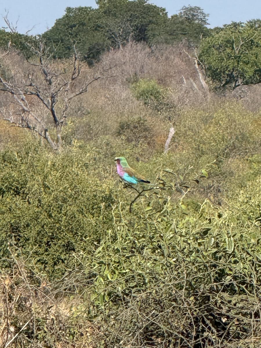 oiseau