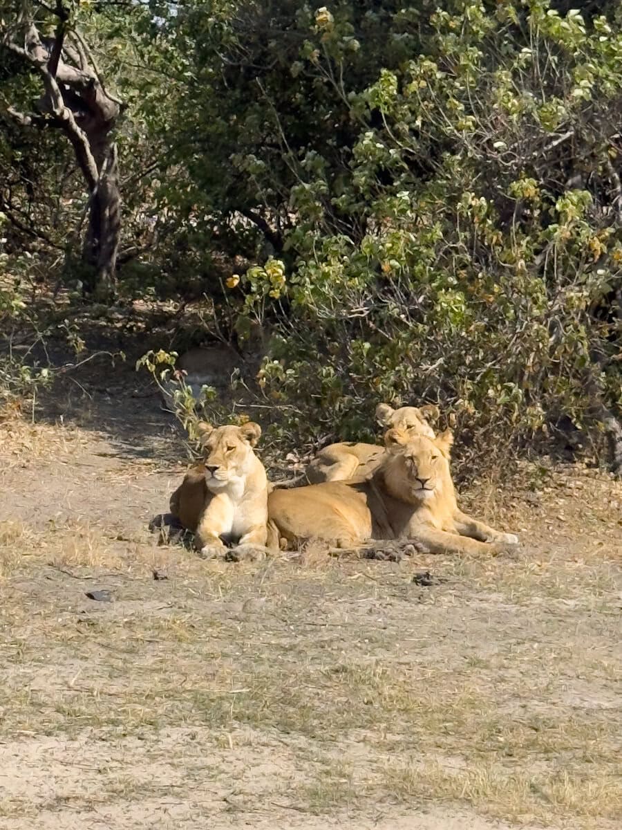 3 lions devant un buisson