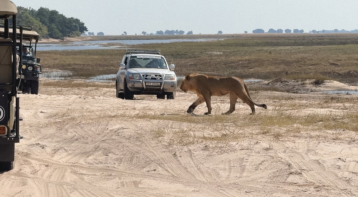 Lionne passant entre les véhicules de Safari