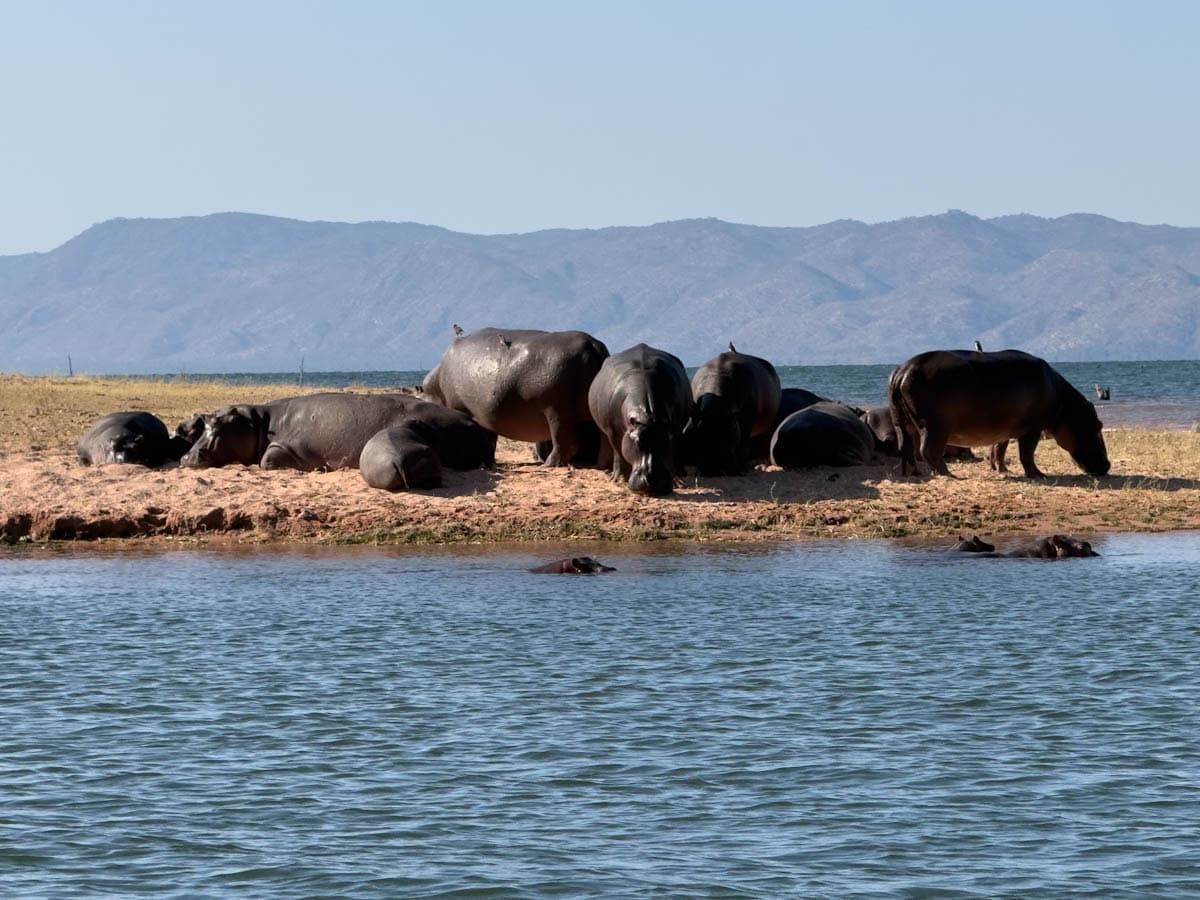 hippopotames Parc de Matusadona