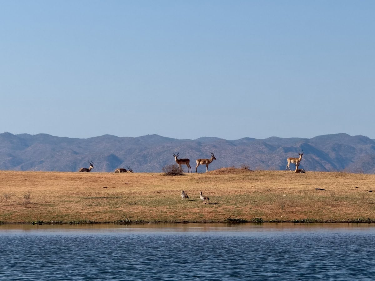 Élans Parc de Matusadona