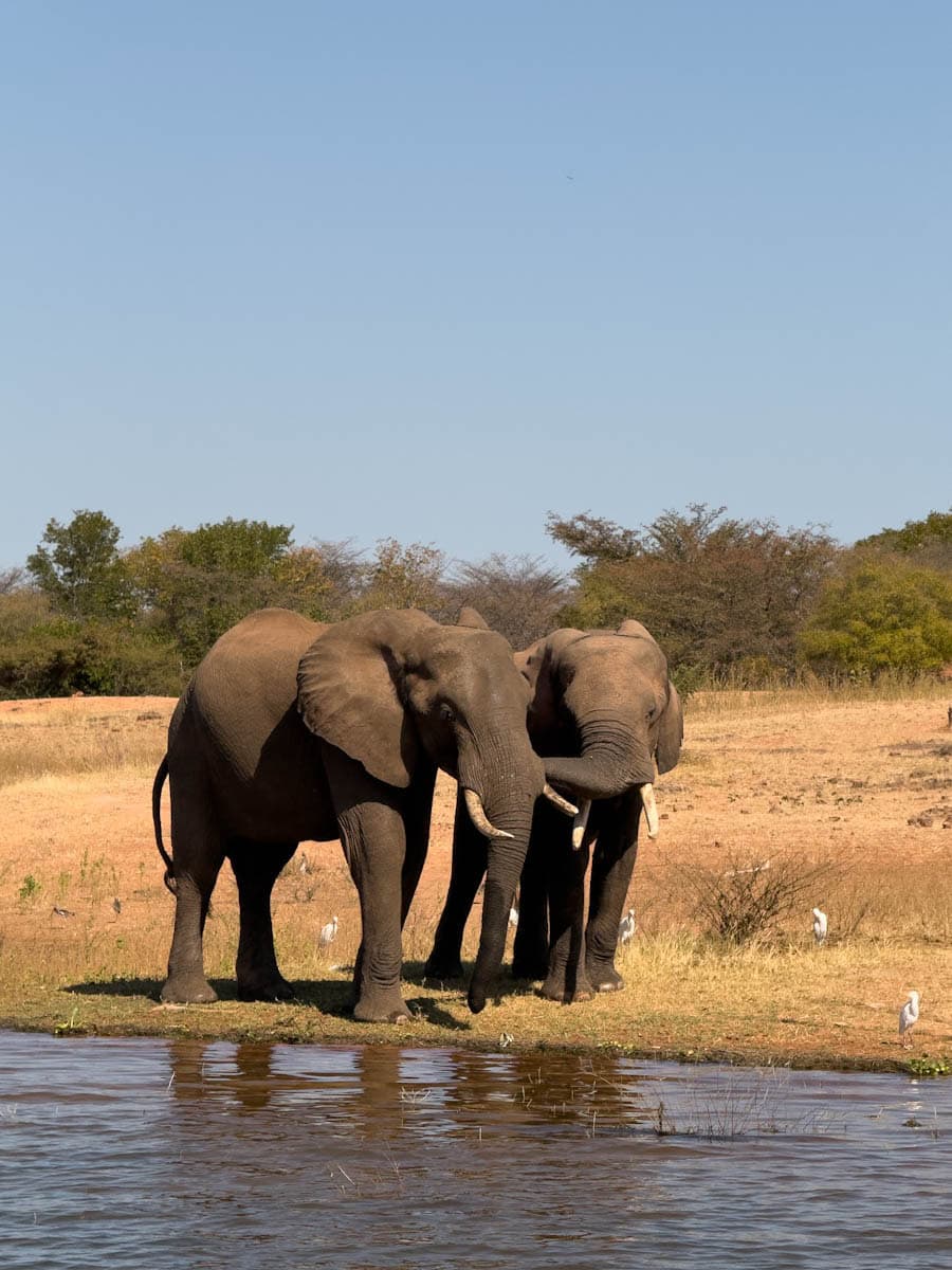 Éléphants Parc de Matusadona