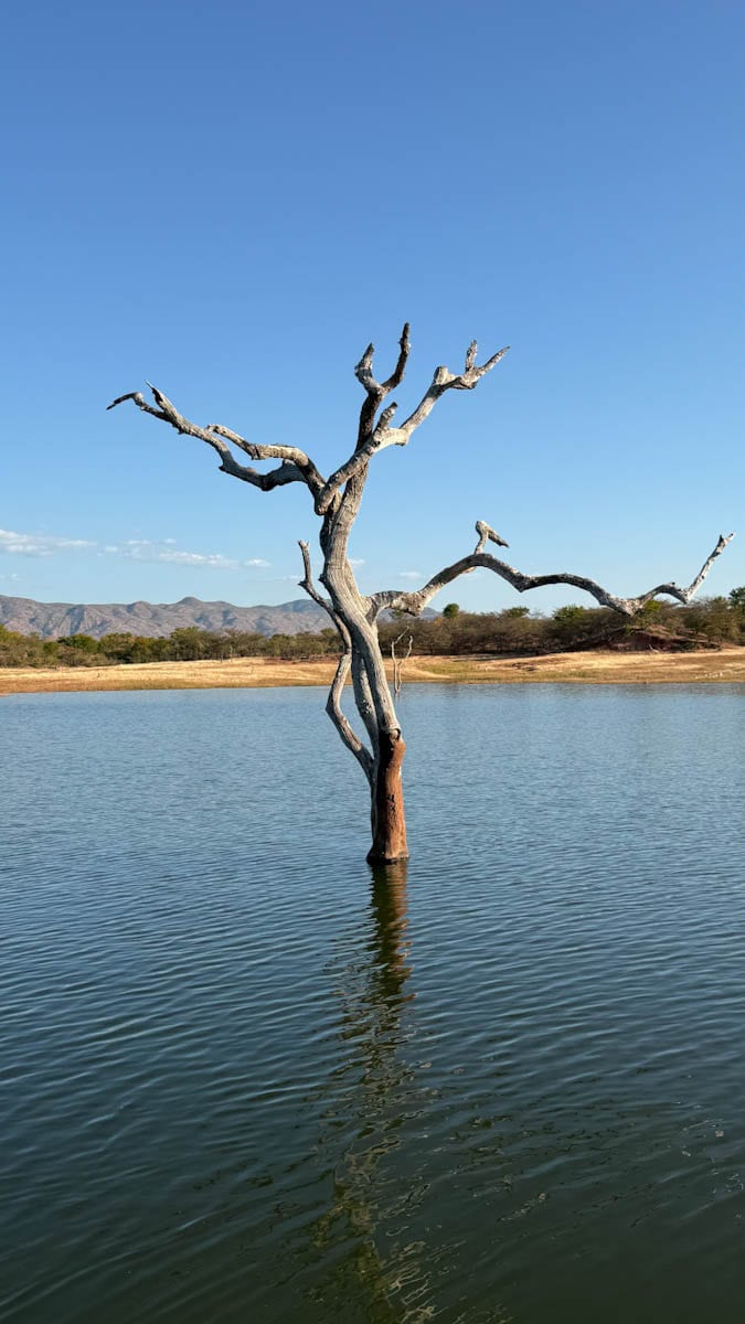 Arbre pétrifié Lac Kariba