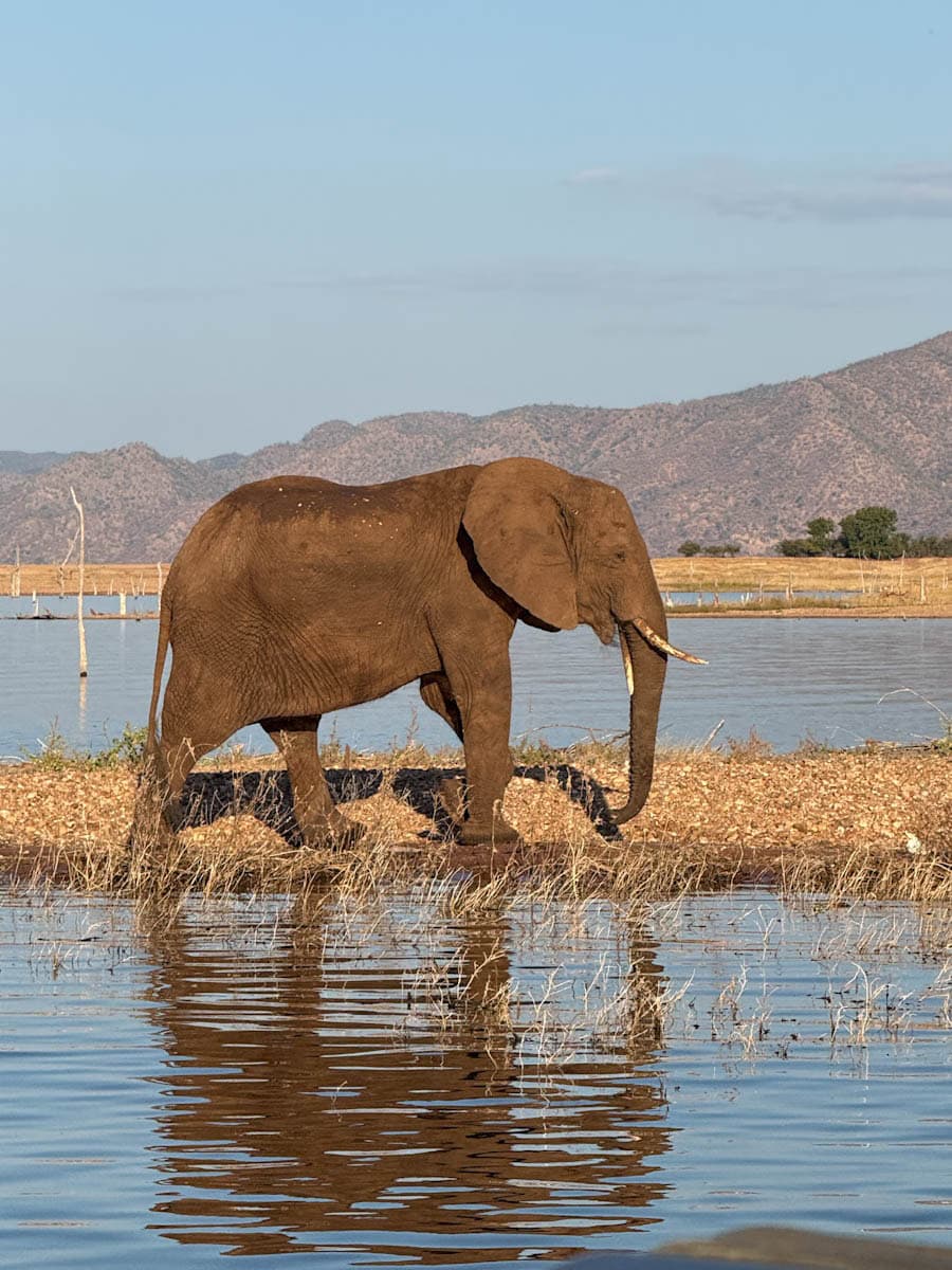 Éléphant Parc de Matusadona