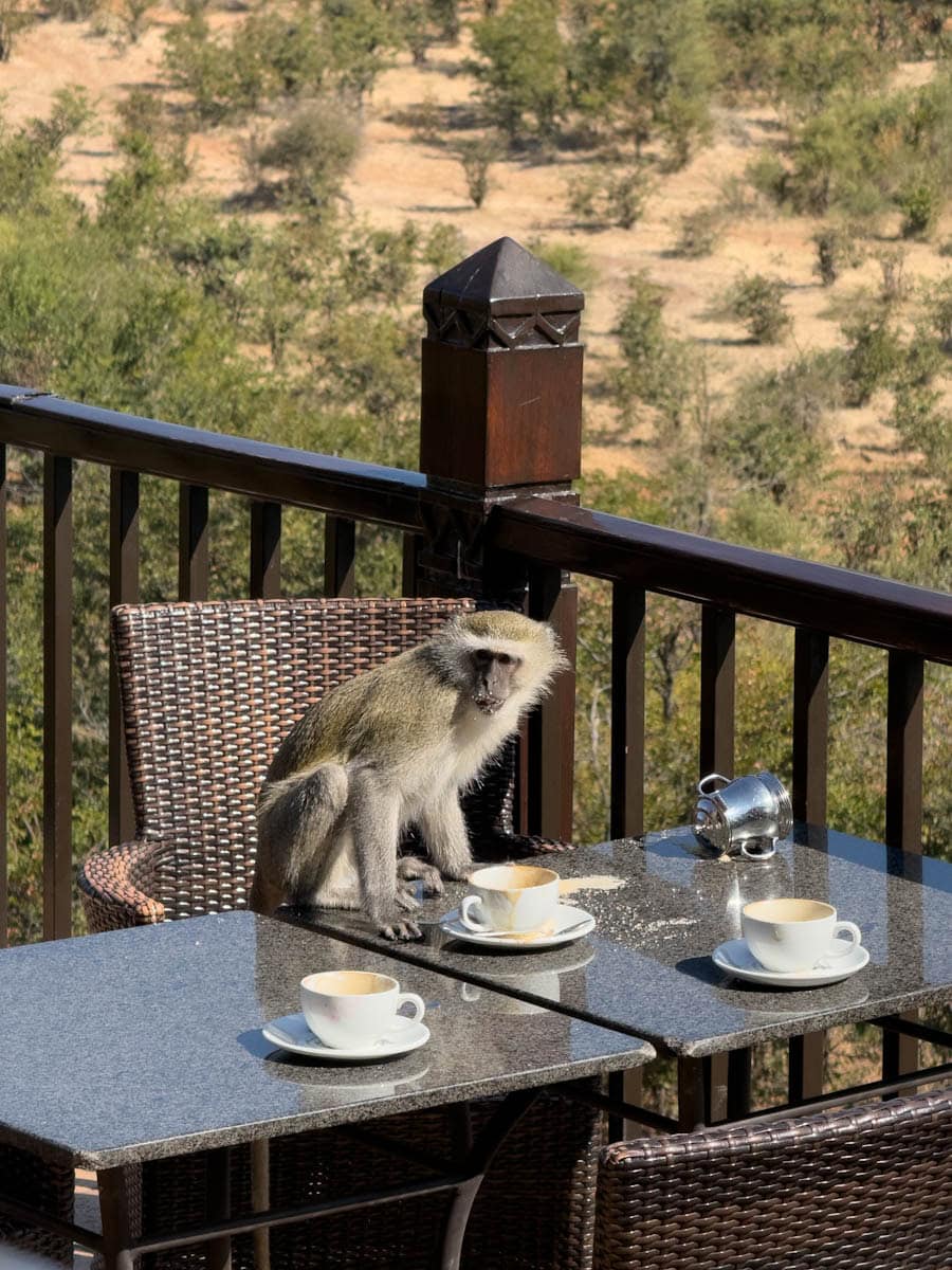 singe qui mange du sucre a une table au Victoria Falls Safari lodge