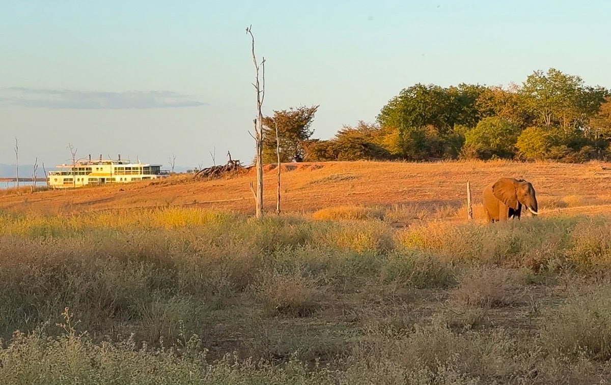 Éléphant devant le Zimbabwean Dream de CroisiEurope au coucher de soleil avec éléphant devant