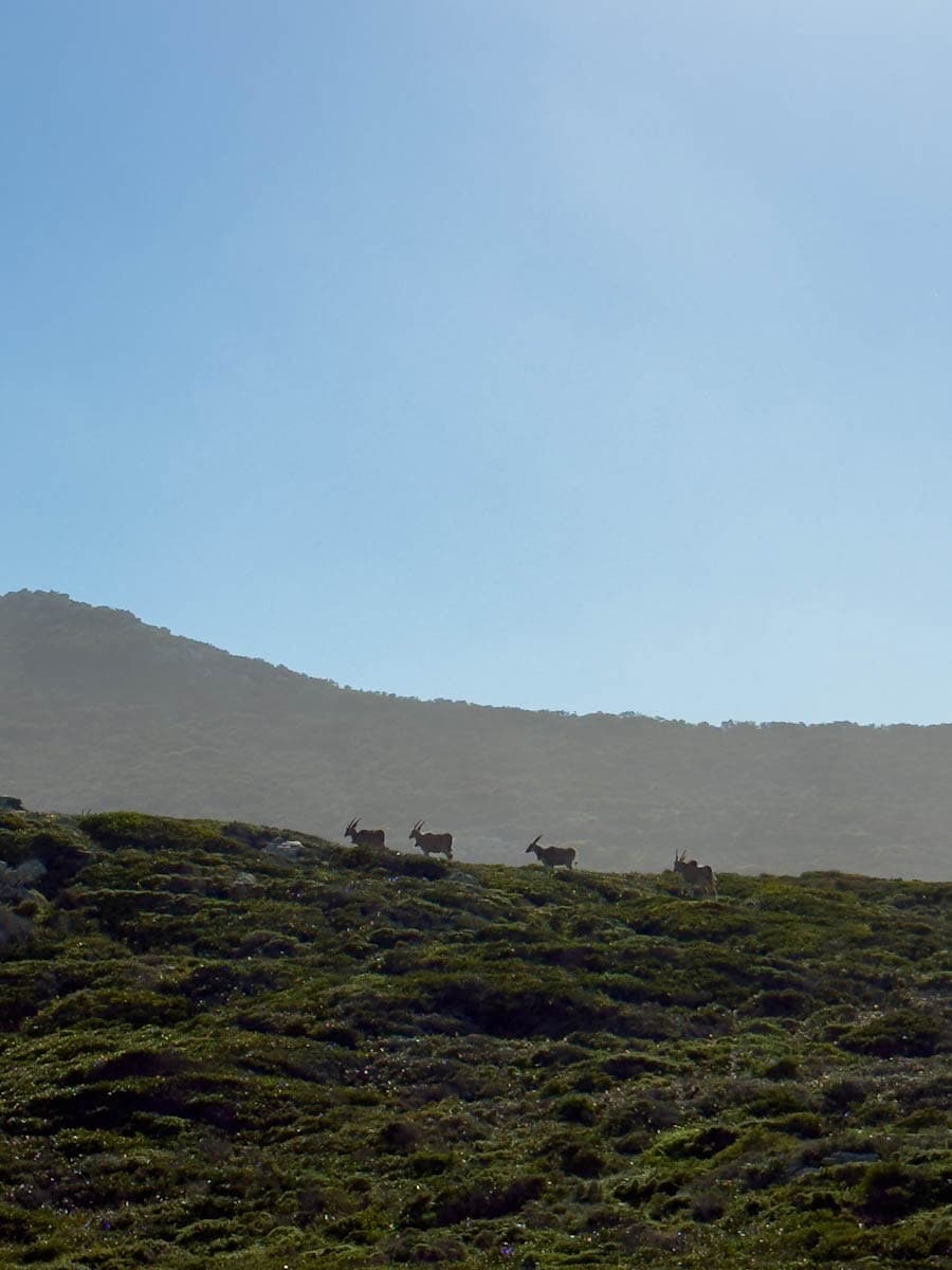 Élans dans le Parc National Table Moutain