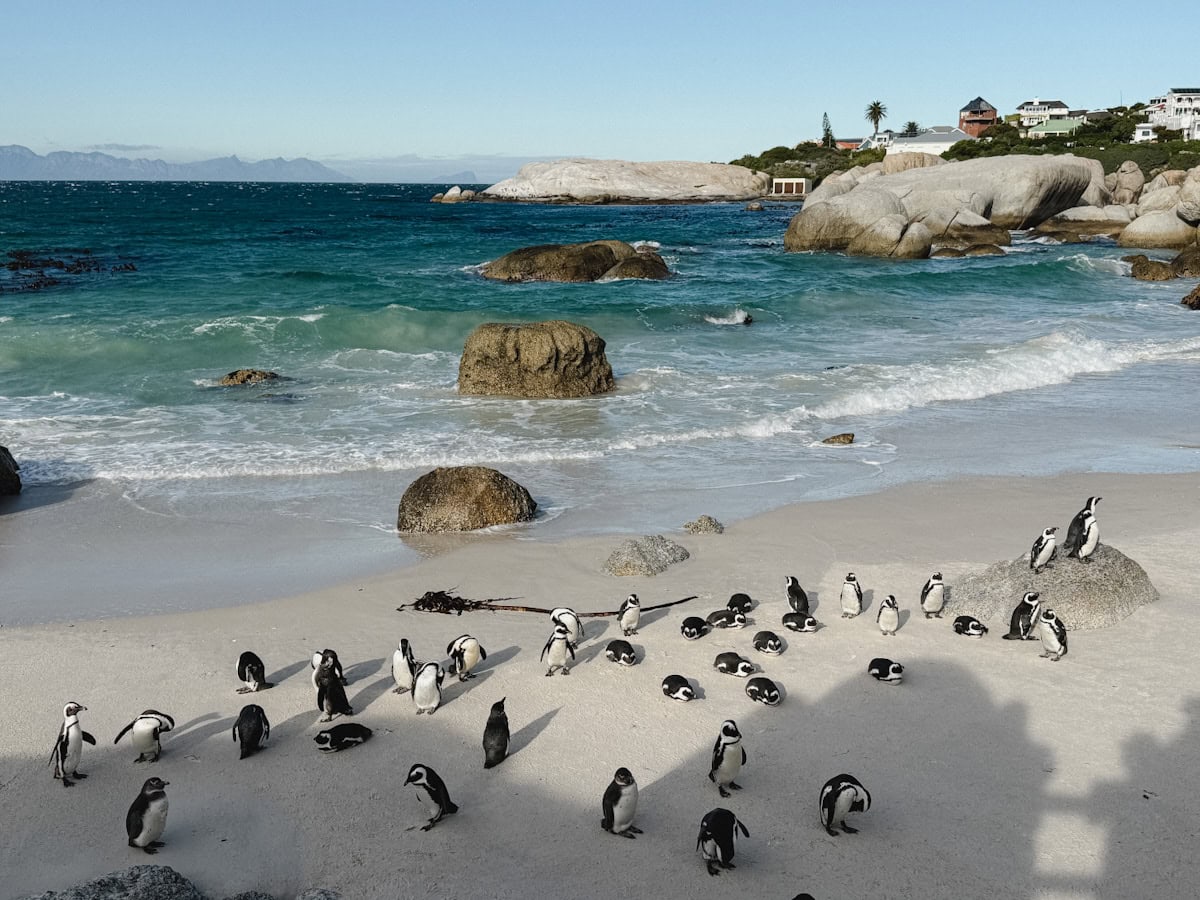Plusieurs manchots sur une plage devant l'océan
