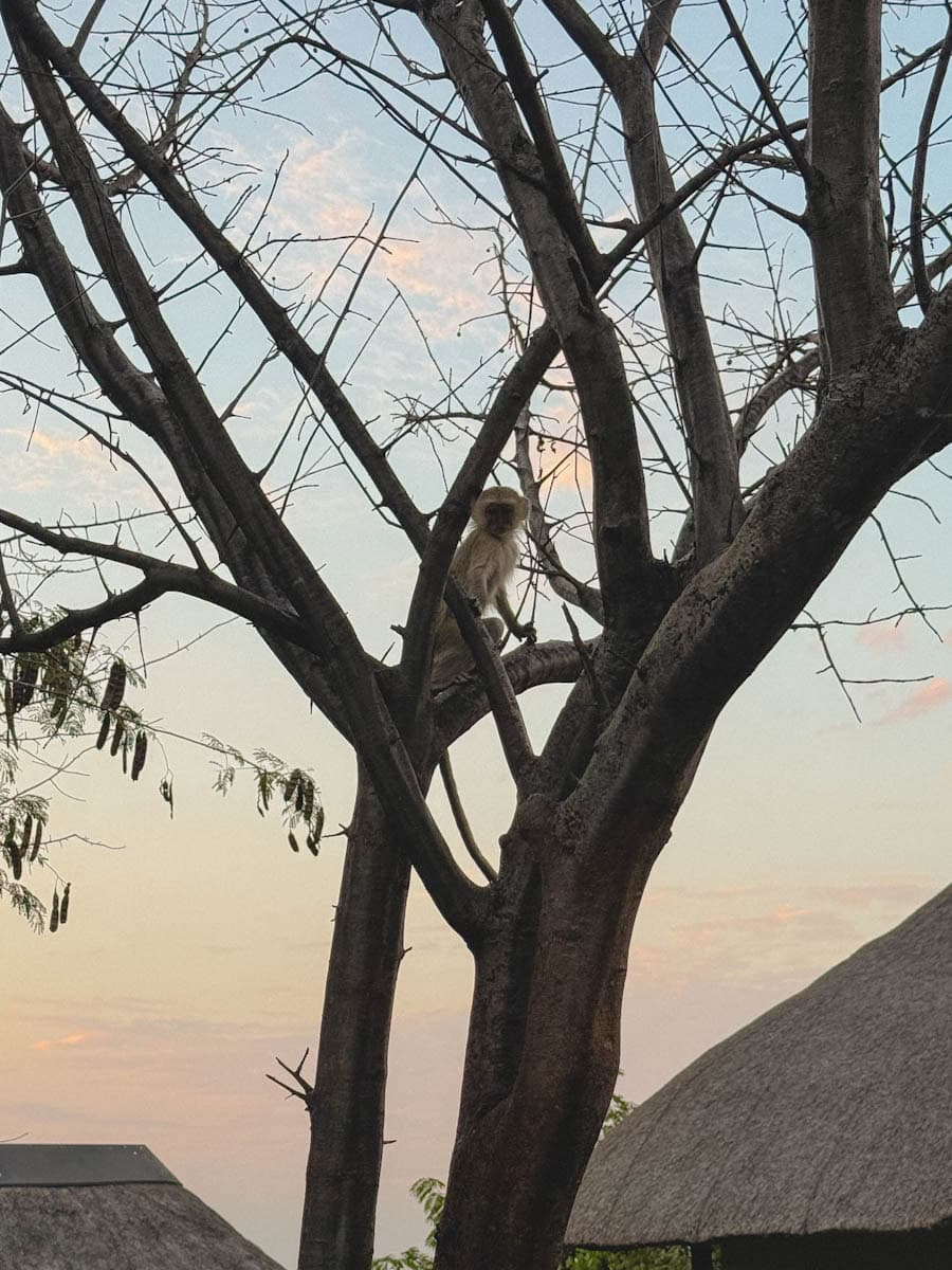 singe dans un arbre qui regarde de haut